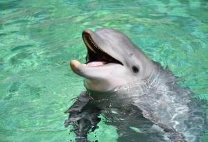 Австралийски изследователи разшифроват езика на застрашен вид делфин