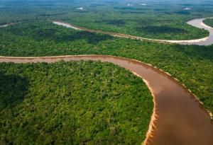 Учени в Бразилия лишават дървета от вода, за да тестват лимита на Амазония 