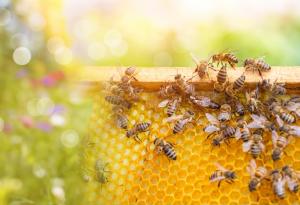 Пчелите изпитват по-голям стрес заради повишаването на температурите