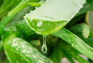 Новата тайна съставка на култивираното месо: Алое вера