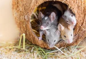 Учените използваха генно инженерство, за да създадат мишки от двама бащи