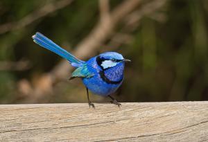 Песента на великолепното австралийско коприварче отразява индивидуалността и помага при чифтосване и защита на територия