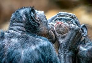 Първата целувка се е случила преди около 20 милиона години между примати