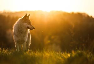 Учени документираха първото известно използване на сечива при диви вълци