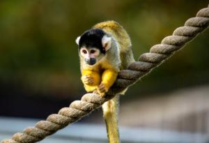 Маймуни могат да издават йодлер звуци по-добре от хората