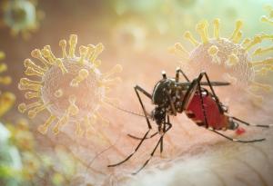 Разработиха интелигентна система за контрол на болести, пренасяни от комари