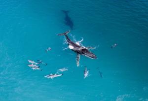 Китовете и делфините често си взаимодействат и играят