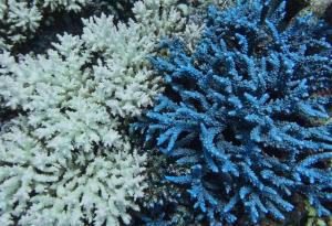 Глобалното избелване на коралите достигна рекордни мащаби