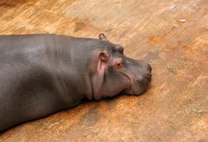 Хипопотамът – ходещ ресторант