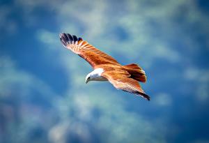 Защо птиците могат да летят, ние – не 