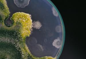 Бактерия, важна за човешкото здраве, оцелява в космоса