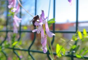 Градските диви цветя предават токсични метали на пчелите, установи проучване на Университета в Кеймбридж