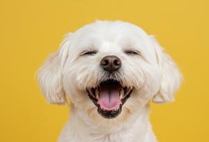 Брус Лий: обичай живота, защото е кратък