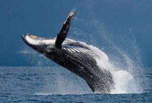 Защо китовете са героите на климата?