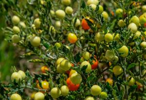 Черешите са били... дренки