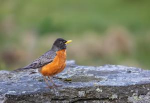 Изкуственият интелект и мобилни приложения разкриват масовия спад на популациите на птици в Северна Америка