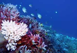 Топлоустойчиви „супер корали“ дават надежда за застрашените от избелване рифови системи