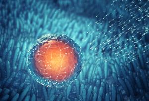 Създадоха синтетични човешки ембриони от стволови клетки 