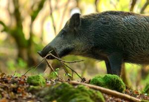 Разкриха уникални генни адаптации при дивата свиня, породени от нейната миграция