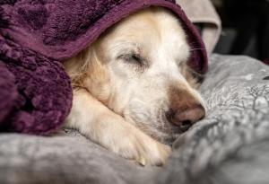 Микробите в червата на кучето ви може да предскажат прогнозата му при рак