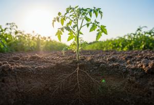 Учени откриха нанопластмаса в корените на житни растения