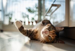 Ето няколко човека, които бяха категорични, че няма да си вземат котка