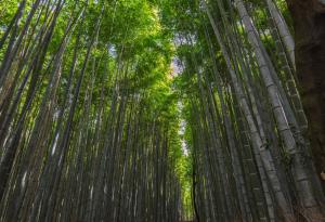 Учени от Китай създадоха биоразградима пластмаса от бамбук