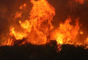 Пожарите в България: Или как да предпазим нашите гори (подкаст)