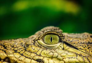 Студенокръвните животни са уязвими към климатичните колебания