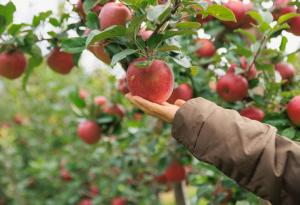 Испански учени откриха начин да определят зрелостта на плодовете, без да ги повреждат