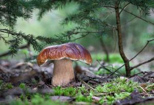 Интересни факти за гъбите