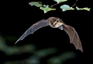 Прилепите всъщност не са слепи