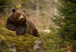 Общото тегло на дивите бозайници е под 10 процента от това на човечеството