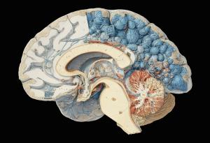 Тази специфична диета може да забави стареенето на мозъка с над 2 години