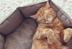 Защо котките спят толкова много?