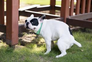 Стопаните в Тел Авив, които не чистят след кучетата си, ще бъдат откривани по ДНК-то на животните