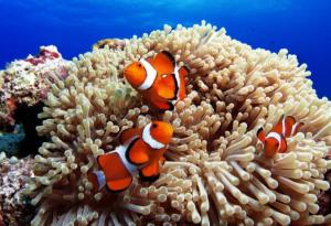 Подводните обитатели са пълни с изненади