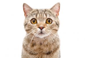 10-те невероятни факта за котките