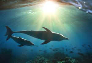 Майките делфини използват бебешки говор, когато викат малките си 