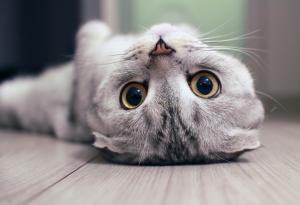 Език на тялото и поведение: 7 сигнала, които всеки истински коткар трябва да разпознава