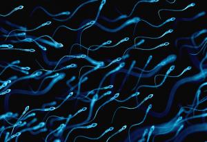 Антитела, „ловуващи“ сперматозоиди – едно потенциално ново противозачатъчно