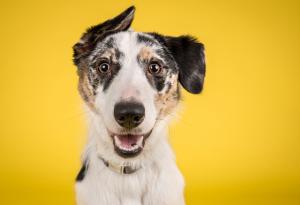 Не е вярно, че 7 кучешки години се равняват на 1 човешка