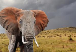 Бозайникът, който не бихте искали да ви настъпи