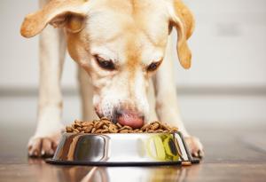 5 неща, които никога не бива да правите непосредствено след като кучето се е нахранило
