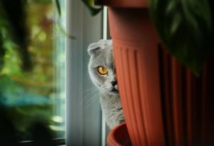 ЦРУ се е опитвало да използва котки киборзи, за да шпионира руснаците