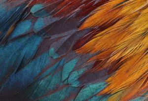 Откриха супер рядка птица, която е наполовина мъжка, наполовина женска