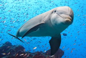 Делфини и хора разчитат на сътрудничество в риболова