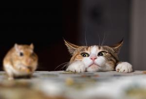 Ето какво кара мишките да се страхуват от котките и другите хищници