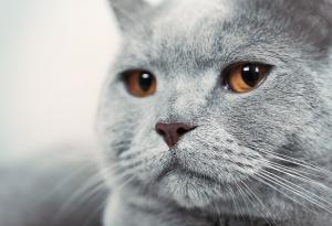 Притча за котешкия късмет