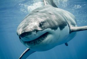 Странстванията на голяма бяла акула подсказват на учените как да опазват този животински вид 